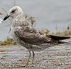 1cy argenteus in November, ringed in Belgium. (25637 bytes)