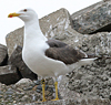 3cy graellsii LBBG in June, ringed in the Netherlands. (135385 bytes)