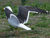 juvenile LBBG in October, ringed in Norway. (131273 bytes)