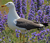 juvenile LBBG in October, ringed in Norway. (131273 bytes)