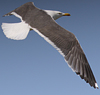 juvenile LBBG in October, ringed in Norway. (131273 bytes)