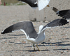 juvenile LBBG in October, ringed in Norway. (131273 bytes)