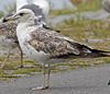 2172.jpg (51826 bytes)