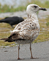 2172.jpg (51826 bytes)