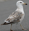 2172.jpg (51826 bytes)