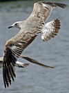 1cy argenteus in November, ringed in Belgium. (25637 bytes)