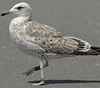 1cy argenteus in November, ringed in Belgium. (25637 bytes)