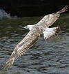 1cy argenteus in November, ringed in Belgium. (25637 bytes)