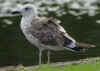 2cy intermedius in July, ringed in Norway. (114585 bytes)