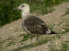 2cy intermedius in July, ringed in Norway. (98880 bytes)