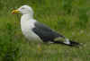 adult LBBG in June, ringed in the Netherlands. (70789 bytes)