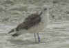 2cy LBBG from Norway. (71201 bytes)