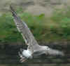 2cy LBBG, ringed in the Netherlands. (70964 bytes)