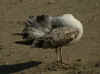 2cy LBBG, ringed in the Netherlands. (100770 bytes)
