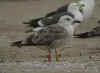 2cy LBBG, ringed in the Netherlands. (94332 bytes)