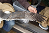 adult graellsii in May, ringed in the Netherlands. 