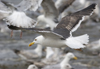 3cy graellsii LBBG in June, ringed in the Netherlands. (135385 bytes)