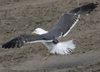3cy graellsii LBBG in June, ringed in the Netherlands. (135385 bytes)