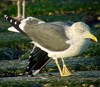 ad intermedius LBBG in winter, ringed in Sweden. 