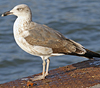 6437cy2.jpg (80865 bytes)