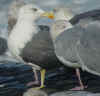 ad LBBG in winter, ringed in the Netherlands. (49127 bytes)