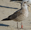 1cy argenteus in November, ringed in Belgium. (25637 bytes)