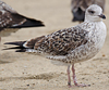 1cy argenteus in November, ringed in Belgium. (25637 bytes)