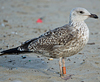 1cy argenteus in November, ringed in Belgium. (25637 bytes)