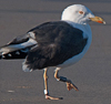1cy argenteus in November, ringed in Belgium. (25637 bytes)