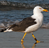 1cy argenteus in November, ringed in Belgium. (25637 bytes)