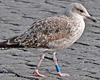 ad LBBG in Januari-April, ringed in the U.K. (72074 bytes)