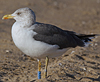 ad LBBG in October, ringed in the Netherlands. (60900 bytes)