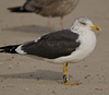 ad LBBG in October, ringed in the Netherlands. (60900 bytes)