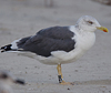 ad LBBG in October, ringed in the Netherlands. (60900 bytes)