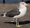 ad LBBG in October, ringed in the Netherlands. (60900 bytes)