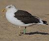 ad LBBG in October, ringed in the Netherlands. (60900 bytes)