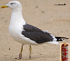ad LBBG in October, ringed in the Netherlands. (60900 bytes)