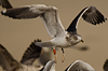 1cy argenteus in November, ringed in Belgium. (25637 bytes)