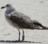 3cy graellsii LBBG in June, ringed in the Netherlands. (135385 bytes)