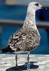 3cy graellsii LBBG in June, ringed in the Netherlands. (135385 bytes)