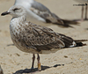 3cy graellsii LBBG in June, ringed in the Netherlands. (135385 bytes)