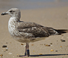 3cy graellsii LBBG in June, ringed in the Netherlands. (135385 bytes)