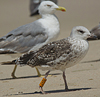 3cy graellsii LBBG in June, ringed in the Netherlands. (135385 bytes)