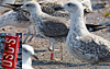 3cy graellsii LBBG in June, ringed in the Netherlands. (135385 bytes)