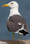 ad LBBG in Januari-April, ringed in the Netherlands. (64361 bytes)
