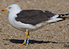 ad LBBG in Januari-April, ringed in the Netherlands. (64361 bytes)