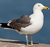 ad LBBG in Januari-April, ringed in the Netherlands. (64361 bytes)