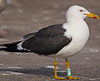 ad LBBG in Januari-April, ringed in the Netherlands. (64361 bytes)