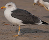 ad LBBG in October, ringed in the Netherlands. (60900 bytes)