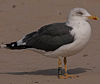 ad LBBG in October, ringed in the Netherlands. (60900 bytes)